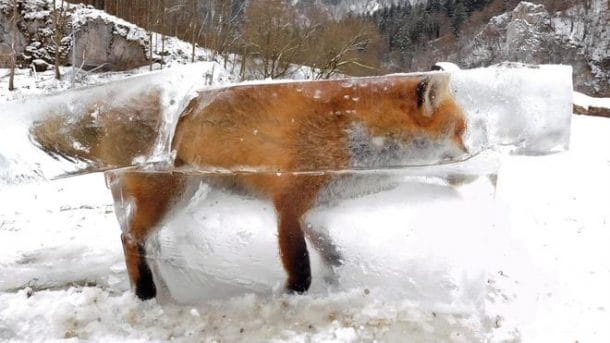 un renard transformé en bloc de glace... Renard-bloc-de-glace-610x343