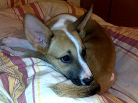 NENA - x basenji-podenco/boxer 7 ans - Asso Levriers du Sud (en fa 84) Nena-fa22