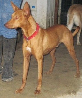 PEDRIN - podenco 6 ans - Asso Levriers du Sud - fa (33) Pedrin-new7