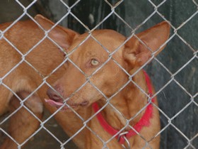 PEDRIN - podenco 6 ans - Asso Levriers du Sud - fa (33) Pedrin-nov1