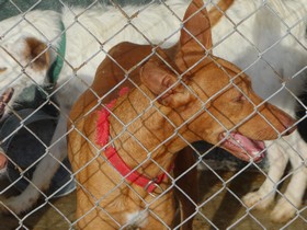 PEDRIN - podenco 6 ans - Asso Levriers du Sud - fa (33) Pedrin-nov2