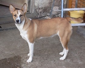 NENA - x basenji-podenco/boxer 7 ans - Asso Levriers du Sud (en fa 84) Nena-jan2