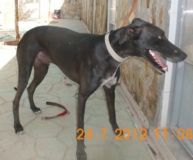 Urgent - EBENE - galgo 3 ans - se laisse aller - Asso Levriers du Sud (Espagne) Ebene-2