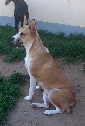 NENA - x basenji-podenco/boxer 7 ans - Asso Levriers du Sud (en fa 84) Nena4