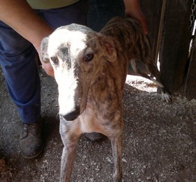 MANGO - galgo 1 an - Asso Levriers du Sud - Espagne  Mango