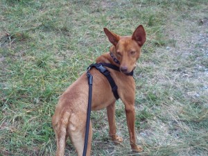 PEDRIN - podenco 6 ans - Asso Levriers du Sud - fa (33) Pedrin-aug2-300x225