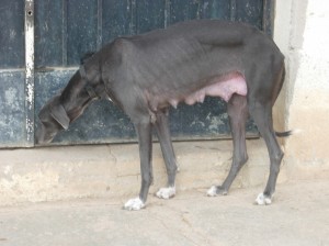 BIRDY - galgo  5/7 ans - Asso Levriers du Sud  - Espagne  DSCN1800-300x224