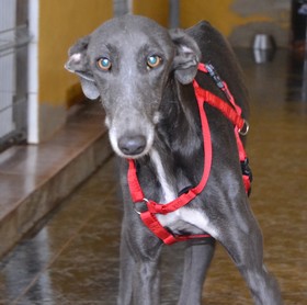 BIRDY - galgo  5/7 ans - Asso Levriers du Sud  - Espagne  Birdy-new2