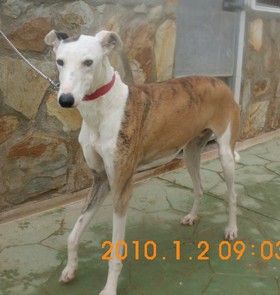 VIKING - galgo 5 ans - Asso Levriers du Sud - Espagne Viking-3