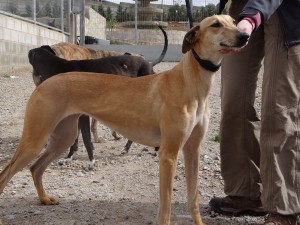 Aidez moi - BAMBI - galgo 3 ans - Asso Levriers du Sud - Espagne DSC04720-300x225