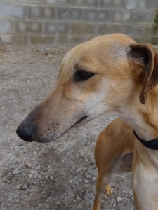 Aidez moi - BAMBI - galgo 3 ans - Asso Levriers du Sud - Espagne DSC04723-225x300