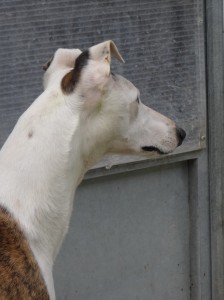 VIKING - galgo 5 ans - Asso Levriers du Sud - Espagne DSC04759-224x300