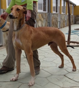 LEOo - galgo 6 ans - Asso Levriers du Sud - fa (34) DSC04785-268x300