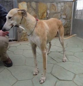 LIMA - galgo 4 ans - Asso  Levriers du Sud -   Espagne DSC04968-290x300