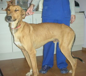 LEOo - galgo 6 ans - Asso Levriers du Sud - fa (34) Leo-3