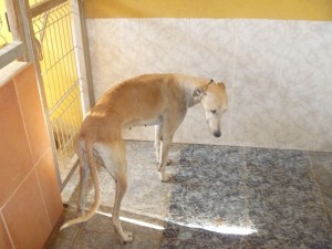 LIMA - galgo 4 ans - Asso  Levriers du Sud -   Espagne Lima-300x225