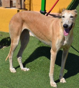 LIMA - galgo 4 ans - Asso  Levriers du Sud -   Espagne Lima--272x300