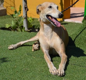 LIMA - galgo 4 ans - Asso  Levriers du Sud -   Espagne Lima-f-300x277