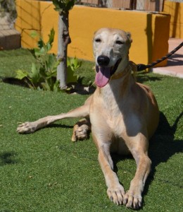 LIMA - galgo 4 ans - Asso  Levriers du Sud -   Espagne Lima-ff-260x300