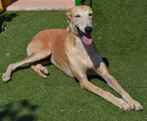 LIMA - galgo 4 ans - Asso  Levriers du Sud -   Espagne Lima-o-300x246