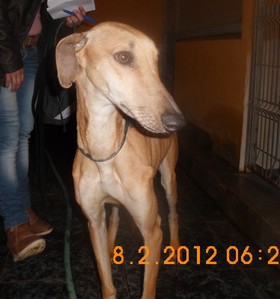 Aidez moi - BAMBI - galgo 3 ans - Asso Levriers du Sud - Espagne Bambi-1