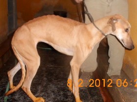 Aidez moi - BAMBI - galgo 3 ans - Asso Levriers du Sud - Espagne Bambi-2