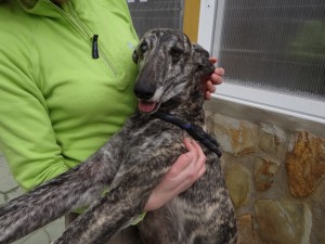 SPARROW - galgo 4 ans - Asso Levriers du Sud  DSC04770-300x225