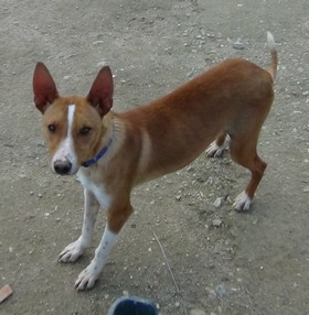 DEEJAY - podenco 4 ans -Asso Levriers du Sud - en FA dpt 13 Deejay-ff