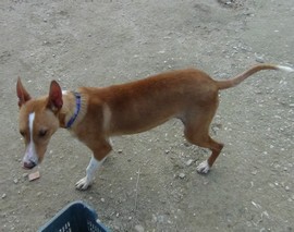 DEEJAY - podenco 4 ans -Asso Levriers du Sud - en FA dpt 13 Deejay-fg