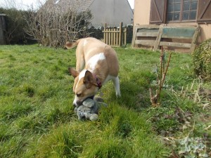 NENA - x basenji-podenco/boxer 7 ans - Asso Levriers du Sud (en fa 84) 480448_451890048216977_571698267_n-300x225