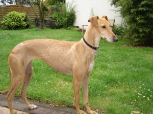 INGRID - galgo 3 ans - Asso Levriers du Sud - en fa (56) DSC00019-300x225