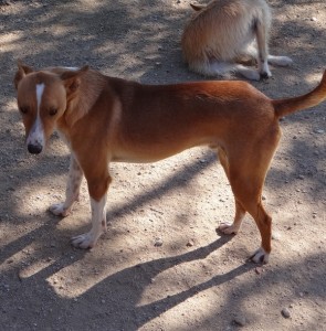 DEEJAY - podenco 4 ans -Asso Levriers du Sud - en FA dpt 13 DSC06192-295x300