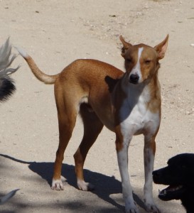 DEEJAY - podenco 4 ans -Asso Levriers du Sud - en FA dpt 13 DSC06215-273x300