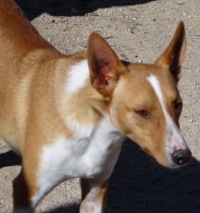 DEEJAY - podenco 4 ans -Asso Levriers du Sud - en FA dpt 13 DSC06233-282x300