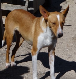 DEEJAY - podenco 4 ans -Asso Levriers du Sud - en FA dpt 13 DSC06235-291x300