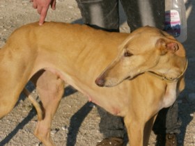 Urgent - MAFI - galga 6 ans - Asso Levriers du Sud - Espagne MAFI-11