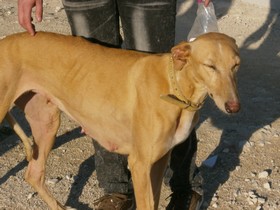 Urgent - MAFI - galga 6 ans - Asso Levriers du Sud - Espagne MAFI-21