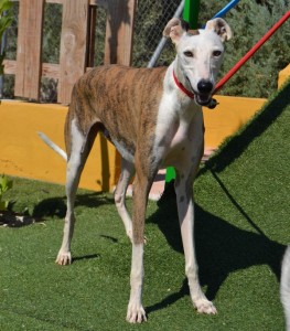 VIKING - galgo 5 ans - Asso Levriers du Sud - Espagne Vikin-d-263x300