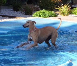 Urgent - MAFI - galga 6 ans - Asso Levriers du Sud - Espagne DSC06145-300x257