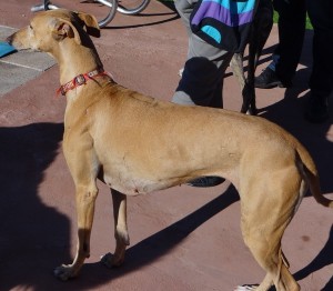 Urgent - MAFI - galga 6 ans - Asso Levriers du Sud - Espagne DSC06182-300x262