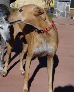 Urgent - MAFI - galga 6 ans - Asso Levriers du Sud - Espagne DSC06183-243x300