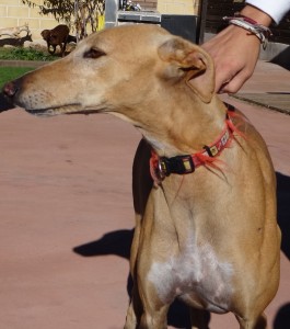 Urgent - MAFI - galga 6 ans - Asso Levriers du Sud - Espagne DSC06184-265x300