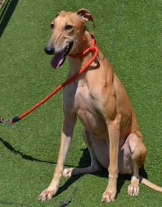 Aidez moi - BAMBI - galgo 3 ans - Asso Levriers du Sud - Espagne Bambi-235x300