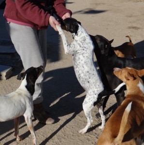 LOLA - x bodeguero 5 ans (1 an 1/2 de refuge)  Asso Levriers du Sud   - en fa DSC07049-298x300