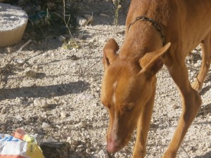 ISIL - podenco  handicapée patte avant - Asso Levriers du Sud - Espagne Podenca-dans-la-rue5-300x225