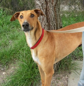 LEOo - galgo 6 ans - Asso Levriers du Sud - fa (34) Leo-2-295x300