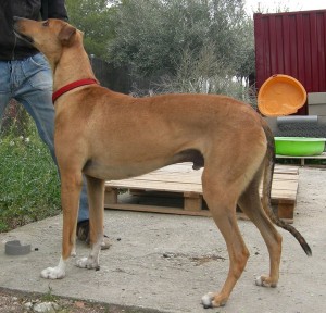 LEOo - galgo 6 ans - Asso Levriers du Sud - fa (34) Leo-70-300x288