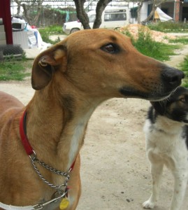 LEOo - galgo 6 ans - Asso Levriers du Sud - fa (34) Leo-9-269x300