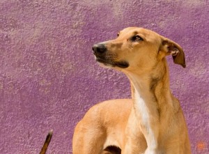 LEOo - galgo 6 ans - Asso Levriers du Sud - fa (34) Leo-i-300x221