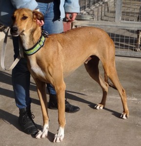 LEOo - galgo 6 ans - Asso Levriers du Sud - fa (34) DSC08433-289x300